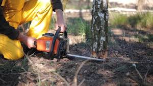 How Our Tree Care Process Works  in  Breaux Bridge, LA