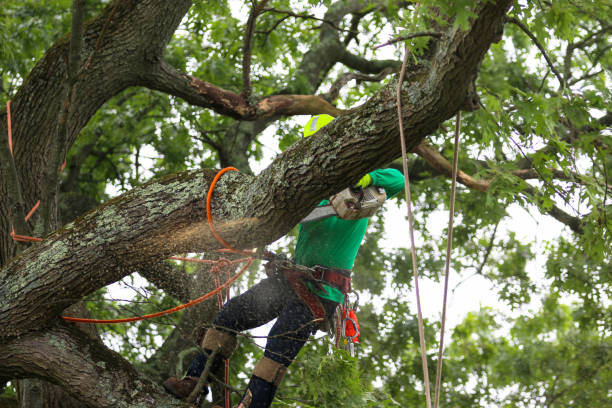 Best Tree Trimming and Pruning  in Breaux Bridge, LA